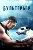 Бультерьер